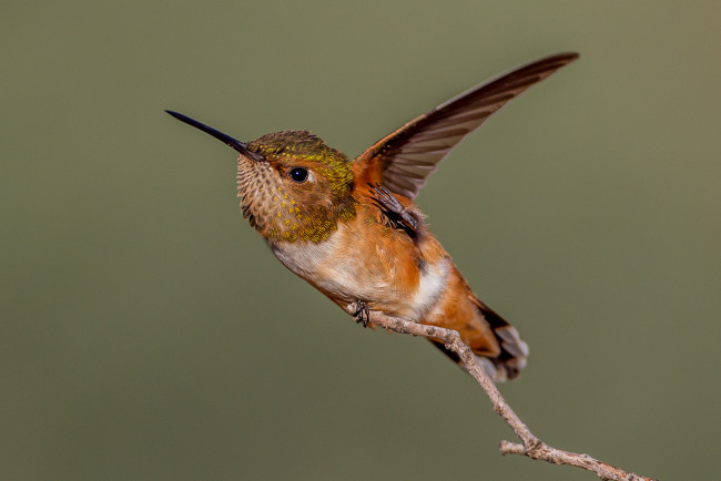 Обои картинки фото животные, колибри