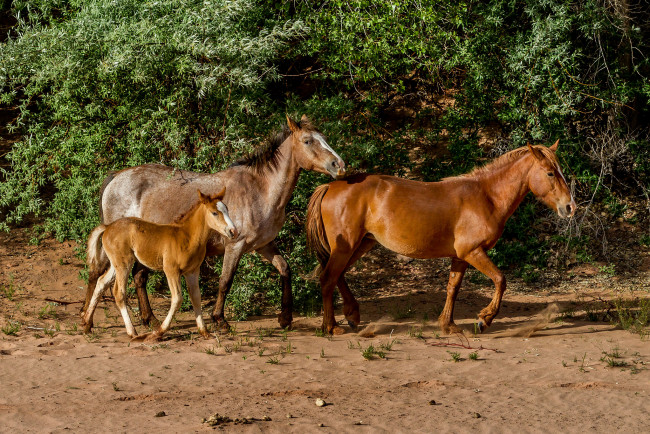 Обои картинки фото животные, лошади, трава, луг, лес