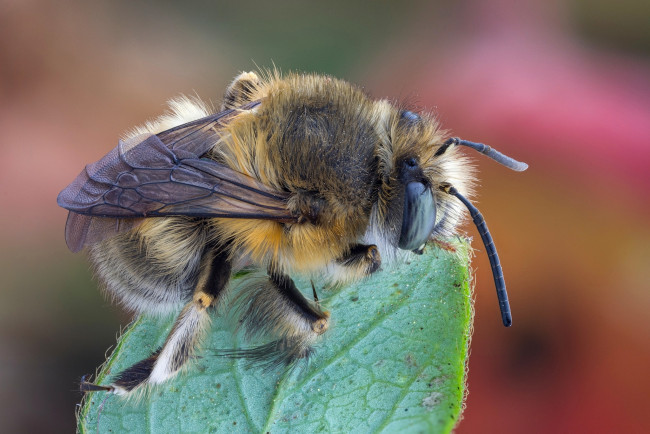 Обои картинки фото животные, пчелы,  осы,  шмели, шмель