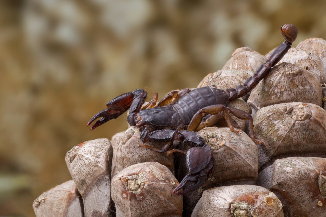 Обои картинки фото животные, скорпионы, камни, скорпион
