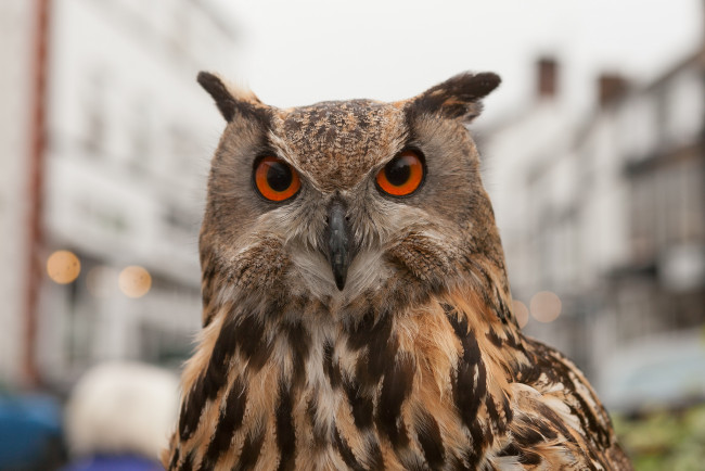 Обои картинки фото животные, совы, сова