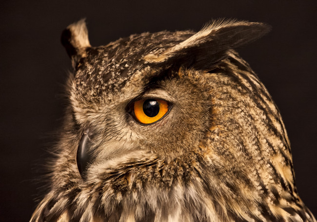 Обои картинки фото животные, совы, сова