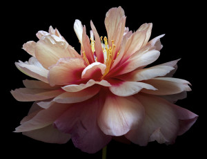 Картинка цветы пионы черный пион фон цветок