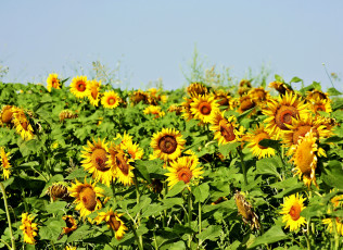 Картинка цветы подсолнухи лепестки