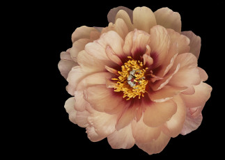 Картинка цветы пионы фон черный пион цветок