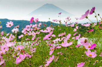 Картинка цветы космея луг