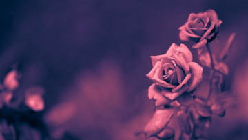 Картинка цветы розы фон