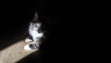 Картинка животные коты взгляд кот животное