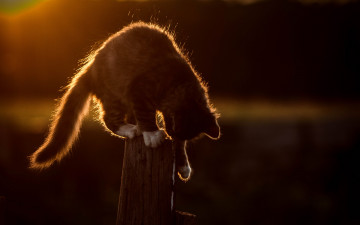 Картинка животные коты солнце белый забор природа боке свет серый котенок кошка