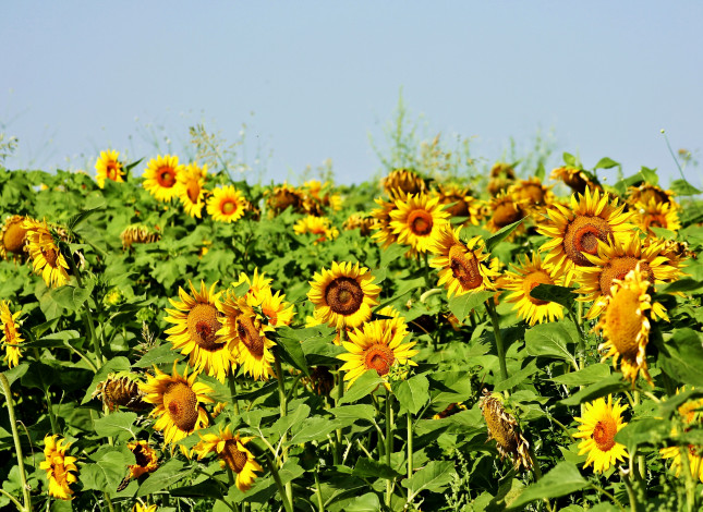 Обои картинки фото цветы, подсолнухи, лепестки