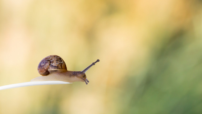Обои картинки фото животные, улитки, фон, улитка, макро, травинка