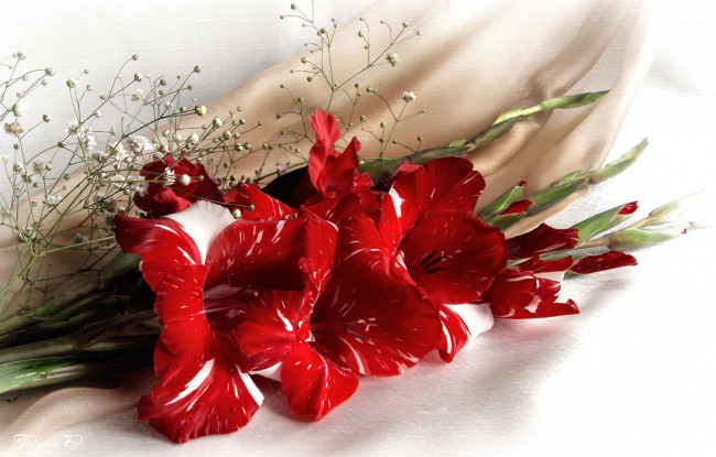 Обои картинки фото цветы, гладиолусы, гладиолус, гипсофила, пестрый