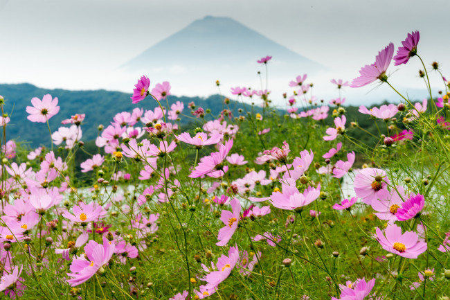Обои картинки фото цветы, космея, луг