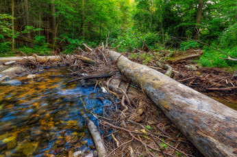 Картинка природа лес простор