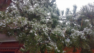 Картинка природа деревья куст первый снег