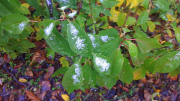 Картинка природа листья первый снег