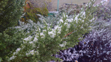 Картинка природа макро куст снег