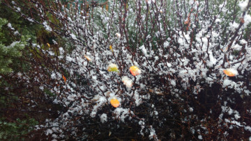 Картинка природа макро куст снег