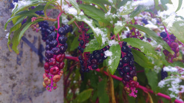 Картинка природа Ягоды снег ягоды листья