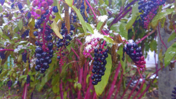 Картинка природа Ягоды снег ягоды листья