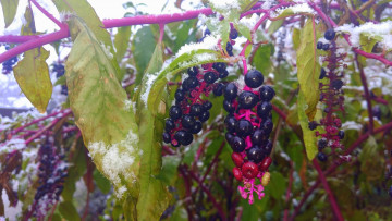 Картинка природа Ягоды ягоды листья снег