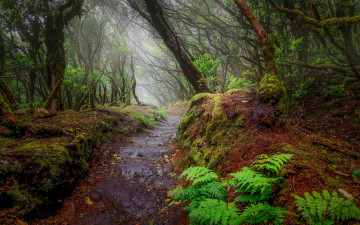 Картинка природа лес тропинка деревья