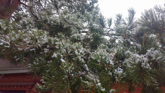 Обои картинки фото природа, деревья, куст, первый, снег