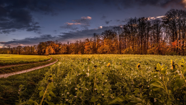 Обои картинки фото природа, дороги, утро, осень, пейзаж