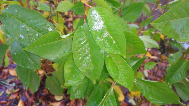 Обои картинки фото природа, листья