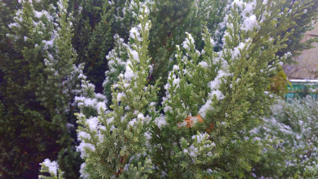 Обои картинки фото природа, макро, снег, куст