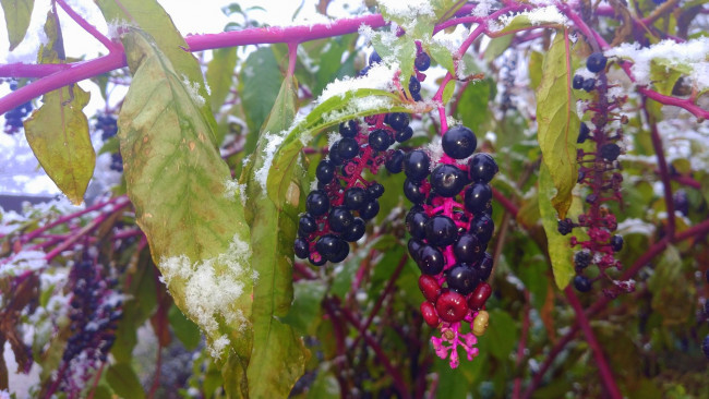 Обои картинки фото природа, Ягоды, ягоды, листья, снег