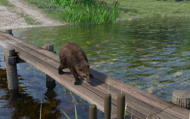 Обои картинки фото 3д графика, животные , animals, река, бобры