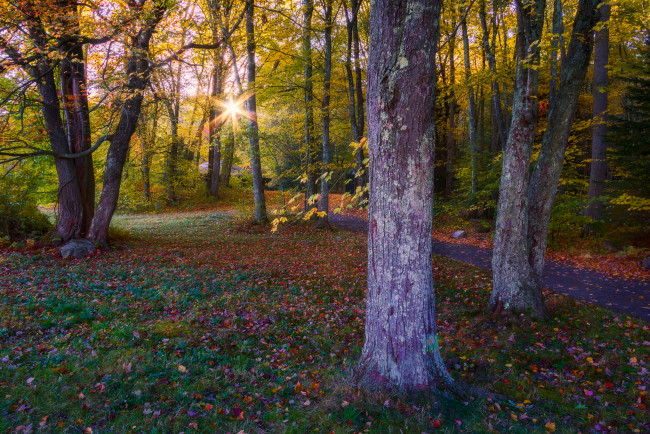 Обои картинки фото природа, лес, простор