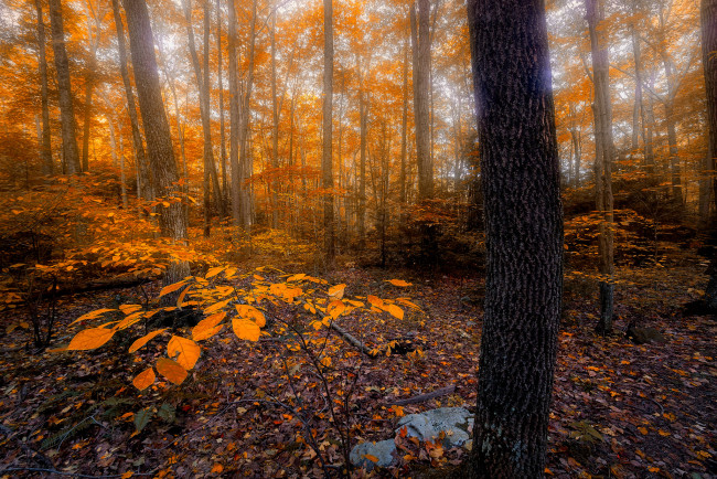 Обои картинки фото природа, лес, простор