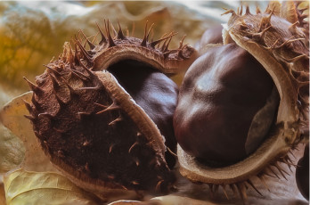 Картинка еда орехи +каштаны +какао-бобы снедь