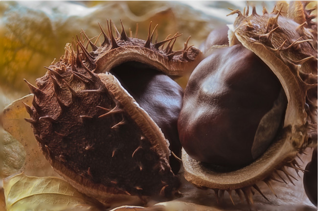 Обои картинки фото еда, орехи,  каштаны,  какао-бобы, снедь