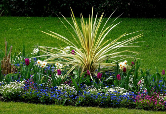 Картинка цветы разные+вместе нарциссы тюльпаны незабудки