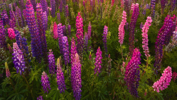 Картинка цветы люпин разноцветные