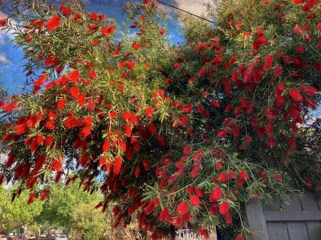 Обои картинки фото цветы, каллистемон, куст