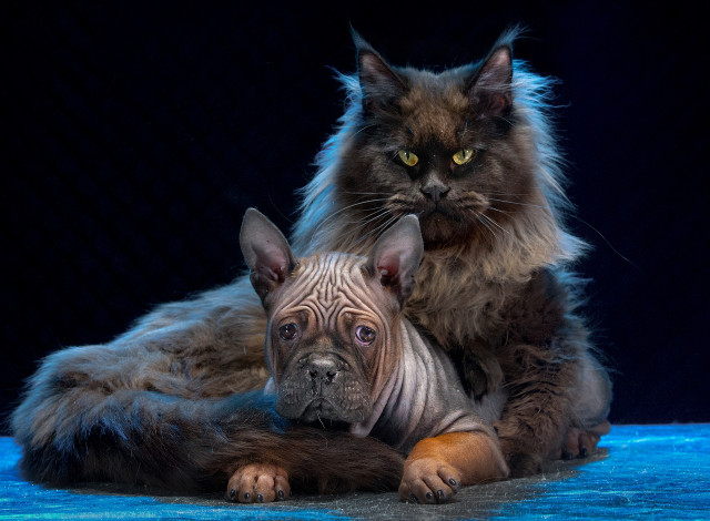 Обои картинки фото животные, разные вместе, мейн-кун, чунцин, игорь, перфильев, китайский, бульдог