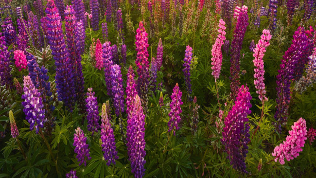 Обои картинки фото цветы, люпин, разноцветные