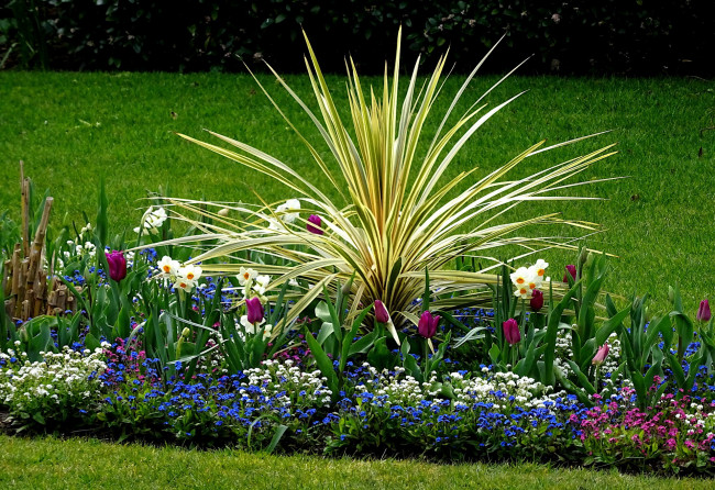 Обои картинки фото цветы, разные вместе, нарциссы, тюльпаны, незабудки