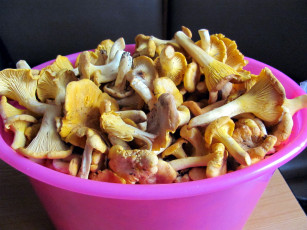 Картинка еда грибы +грибные+блюда свежие лесные лисички