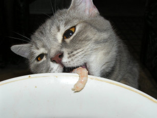 Картинка животные коты