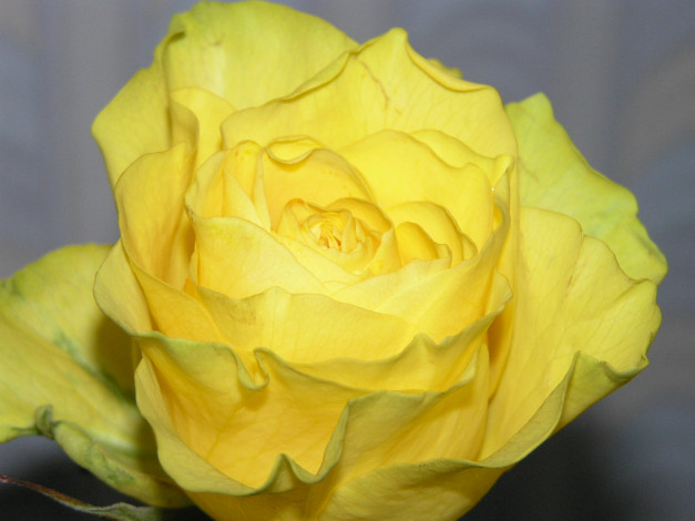 Обои картинки фото цветы, розы