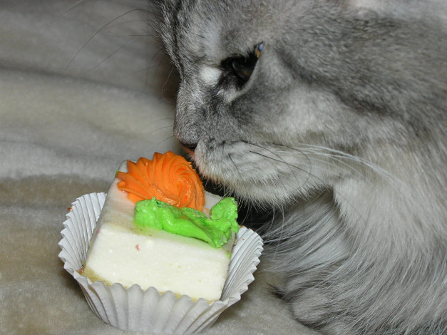 Обои картинки фото животные, коты