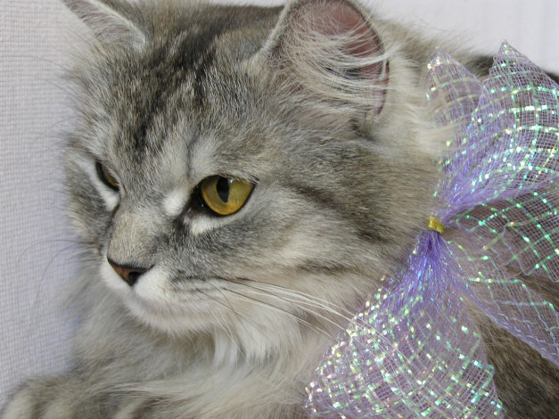 Обои картинки фото животные, коты