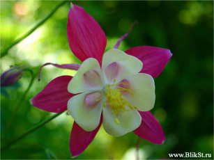 Картинка цветы аквилегия водосбор