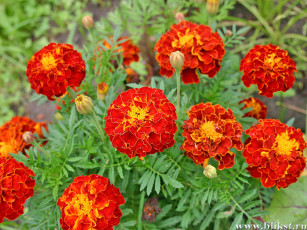 Картинка цветы бархатцы