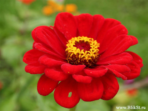 Картинка цветы цинния